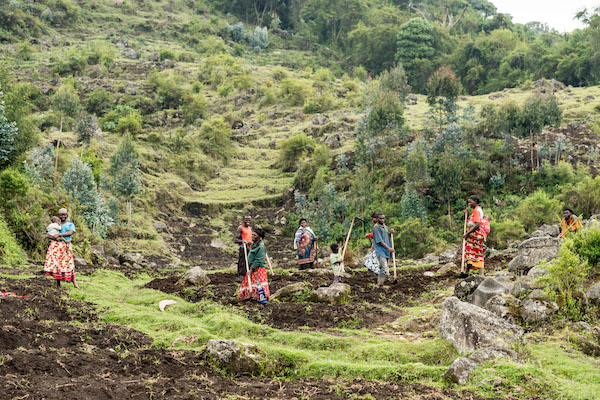 Local farmers plowing land near Volcanoes National Park, Rwanda